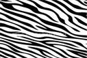 SolidWorks - Zebra Çizgileri